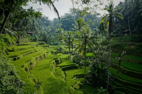 Rice Terraces