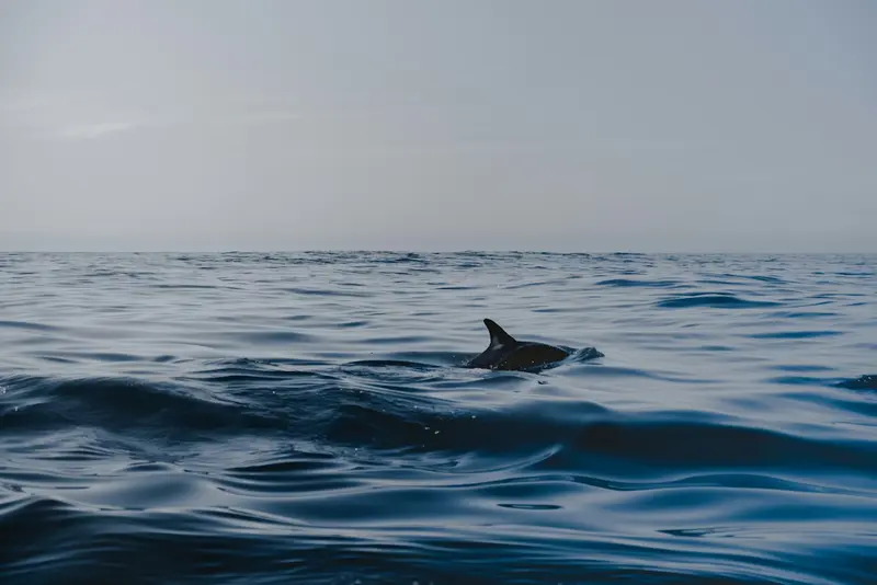 Kaikoura Whale Watching