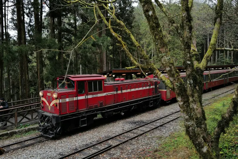 Alishan Forest
