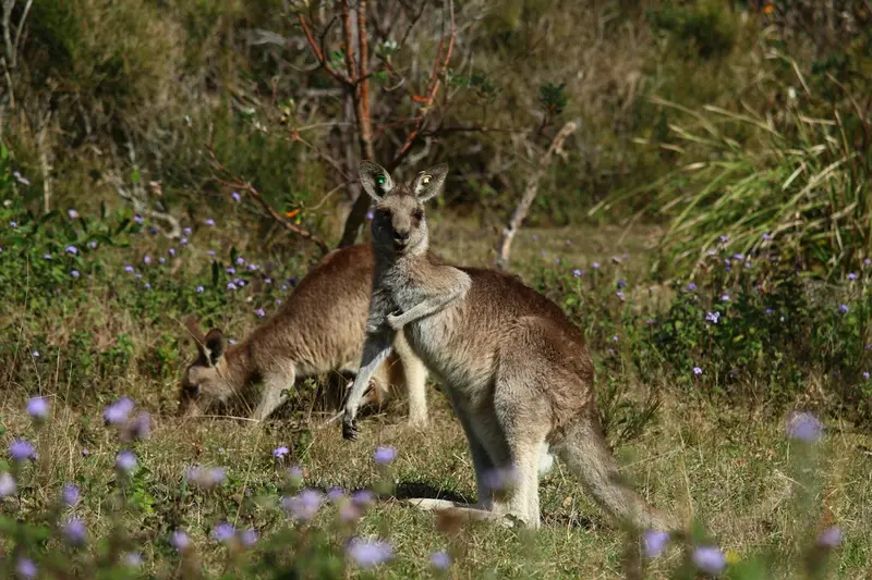 Australian Wildlife Encounters