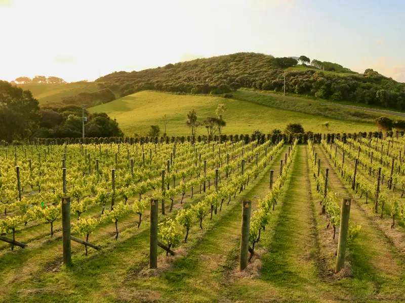 Day 02 – Arrival in Auckland & Waiheke Island